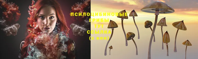 Галлюциногенные грибы Cubensis  Чистополь 